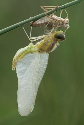 BUITEN BEELD Foto: 35535