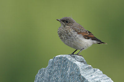 BUITEN BEELD Foto: 35547