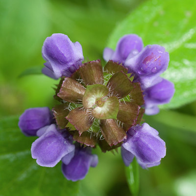 BUITEN BEELD Foto: 35565