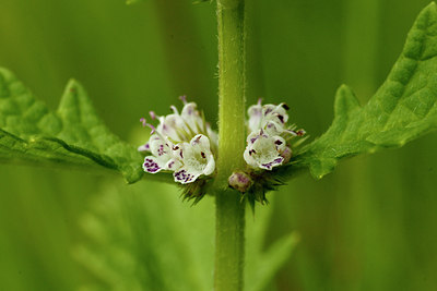 BUITEN BEELD Foto: 35571