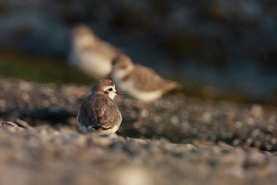 BUITEN BEELD Foto: 35589