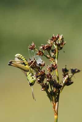 BUITEN BEELD Foto: 35606