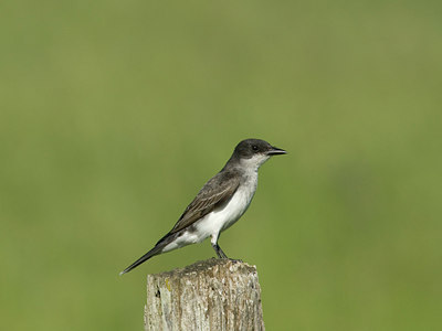 BUITEN BEELD Foto: 35652
