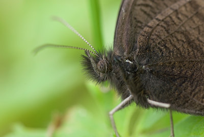 BUITEN BEELD Foto: 35655