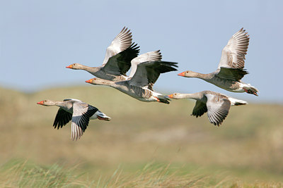 BUITEN BEELD Foto: 35657