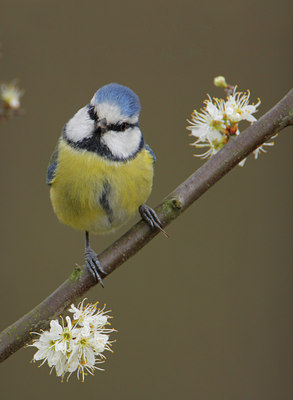 BUITEN BEELD Foto: 35690