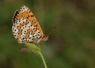 BUITEN BEELD Foto: 35727