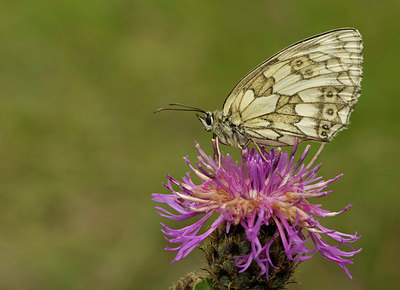 BUITEN BEELD Foto: 35728