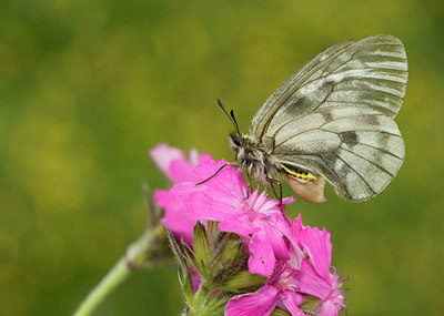BUITEN BEELD Foto: 35729