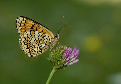 BUITEN BEELD Foto: 35733