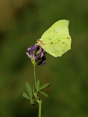 BUITEN BEELD Foto: 35740