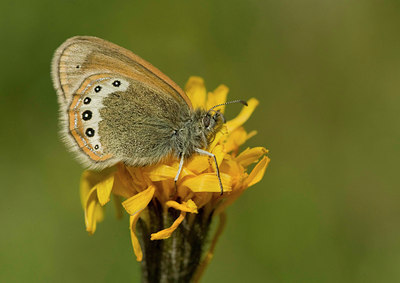BUITEN BEELD Foto: 35742