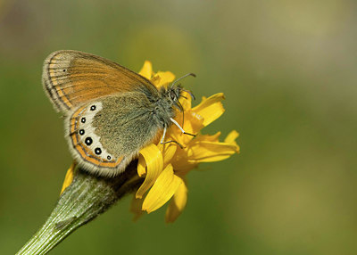BUITEN BEELD Foto: 35743