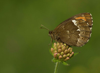 BUITEN BEELD Foto: 35747