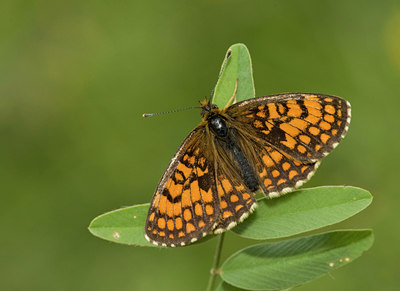 BUITEN BEELD Foto: 35749