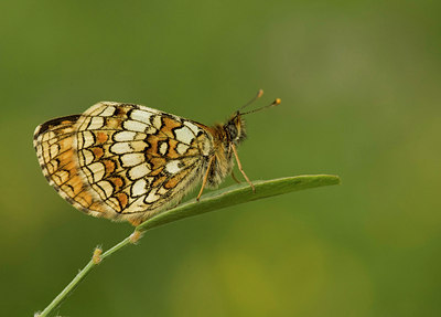 BUITEN BEELD Foto: 35750