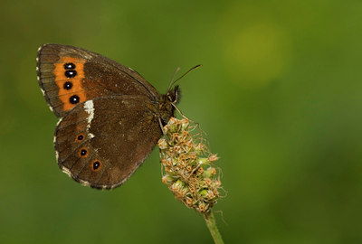 BUITEN BEELD Foto: 35751