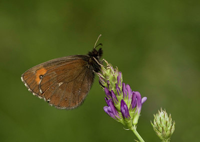 BUITEN BEELD Foto: 35753