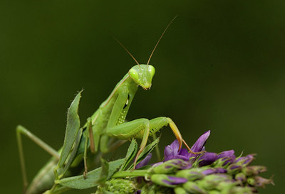 BUITEN BEELD Foto: 35755