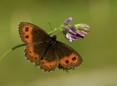 BUITEN BEELD Foto: 35757