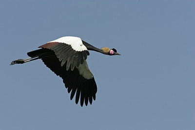 BUITEN BEELD Foto: 35791
