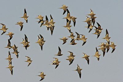 BUITEN BEELD Foto: 35811