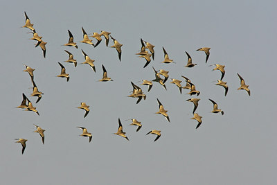 BUITEN BEELD Foto: 35812
