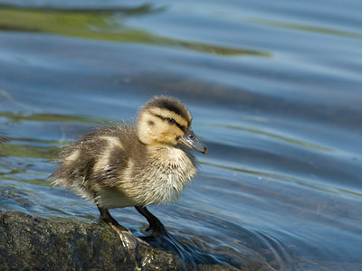 BUITEN BEELD Foto: 35821