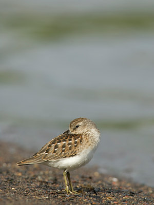 BUITEN BEELD Foto: 35822