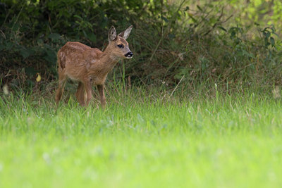 BUITEN BEELD Foto: 35870