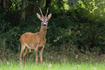 BUITEN BEELD Foto: 35873
