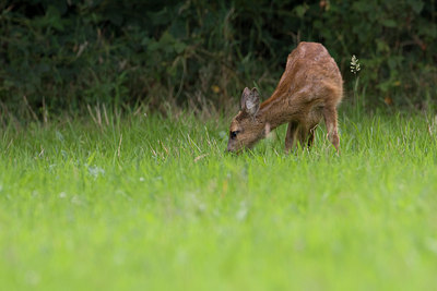 BUITEN BEELD Foto: 35876