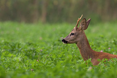 BUITEN BEELD Foto: 35881