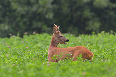 BUITEN BEELD Foto: 35889