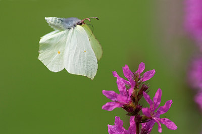 BUITEN BEELD Foto: 35893