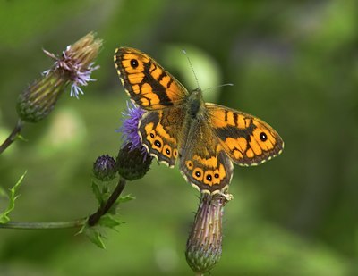 BUITEN BEELD Foto: 35899