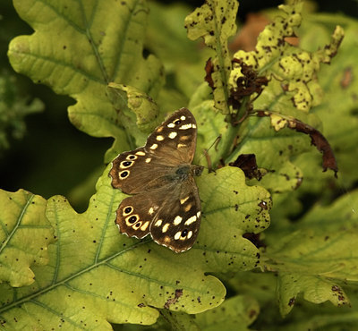 BUITEN BEELD Foto: 35907