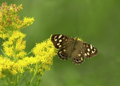 BUITEN BEELD Foto: 35911