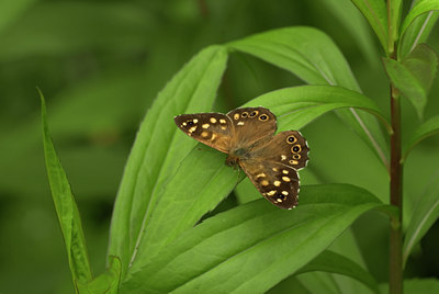 BUITEN BEELD Foto: 35914