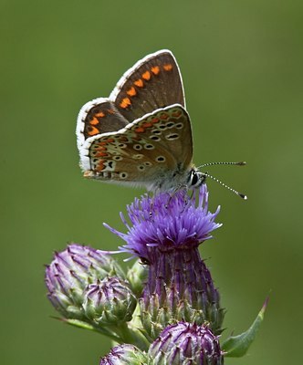 BUITEN BEELD Foto: 35916