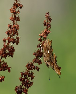 BUITEN BEELD Foto: 35943