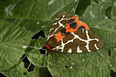 BUITEN BEELD Foto: 35955