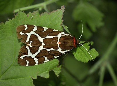 BUITEN BEELD Foto: 35957