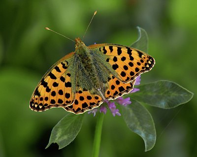 BUITEN BEELD Foto: 35979