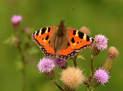 BUITEN BEELD Foto: 35981