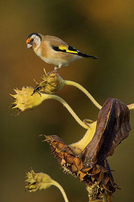 BUITEN BEELD Foto: 359001