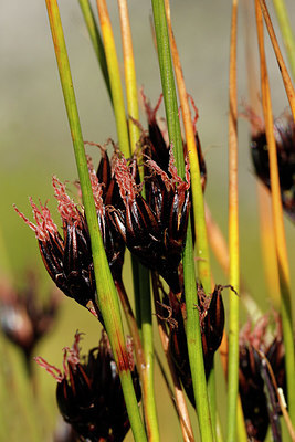 BUITEN BEELD Foto: 359003