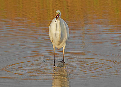 BUITEN BEELD Foto: 359041