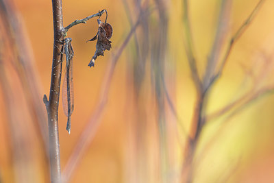 BUITEN BEELD Foto: 359177