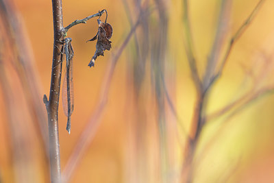 BUITEN BEELD Foto: 359177